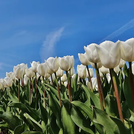 Geniessen Am Mit Wellnesszugang Egmond aan Zee
